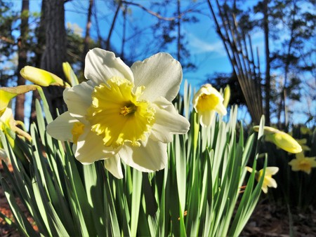 Close up yellow daffodil (Narcissus) flower blooming in the garden, Winter in Georgia USA.の写真素材