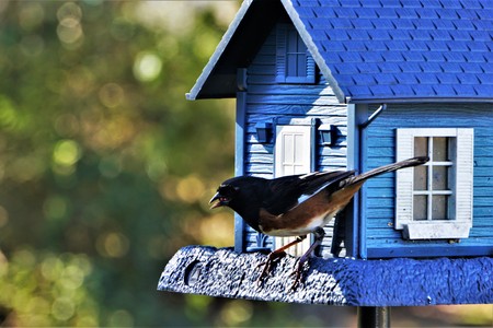 A pretty male Eastern Towhee (Pipilo erythrophthalmus) perching on the bird feeder in the garden, Winter in Georgia USA.の写真素材