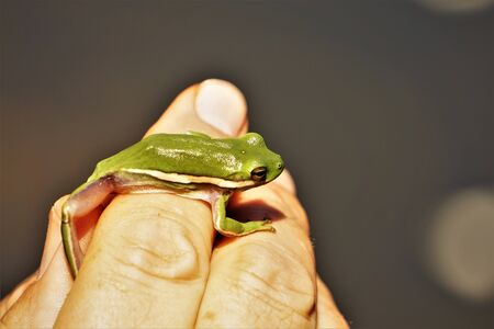 American green tree frog is on the male fingers, strong sunshine  and on the dark pond background,...