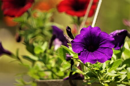 Purple or violet surfinia or petunia flower in bloom in the pot on the background of green leaf, closeup, Spring in GA USA.の写真素材
