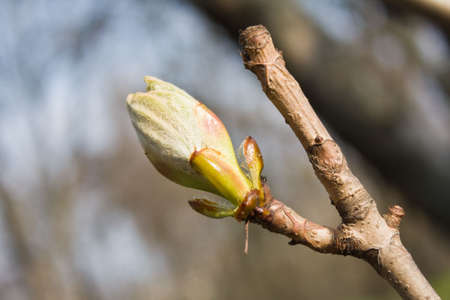 Early spring bud of the horse-chestnut treeの写真素材