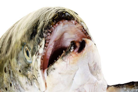 Fresh pink salmon head close up isolated on whiteの写真素材