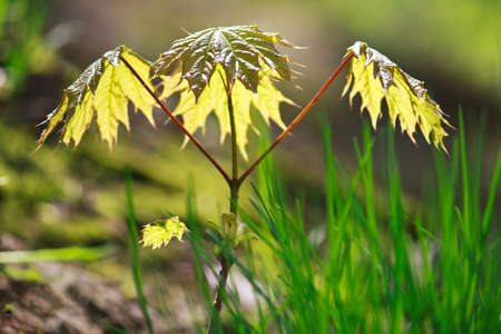 Growing young maple tree in spring (Acer ptalonoides)の写真素材