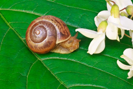 Garden snail on a green leaf with white acacia flowersの写真素材
