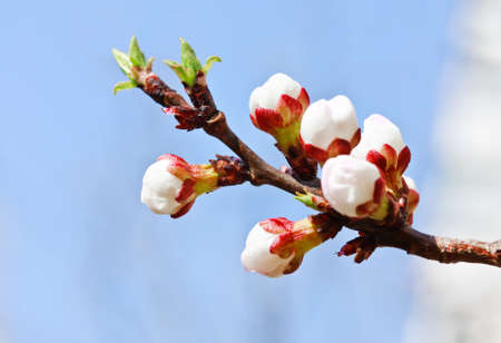 Branch with pink cherry buds in spring over blue skyの写真素材