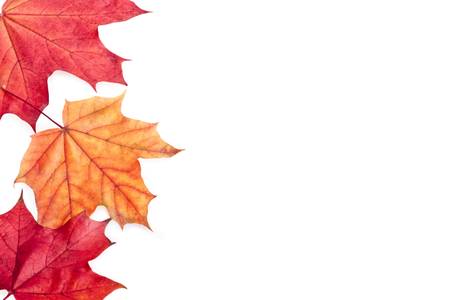 Autumn red and orange leaves isolated on whiteの写真素材