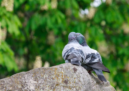 Two doves in love on the stone in springの写真素材