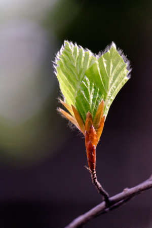 Tree branch with buds and green leaves in springの写真素材