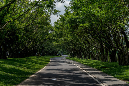 Landscape view of an asphalt road with trees lining at the sideの写真素材