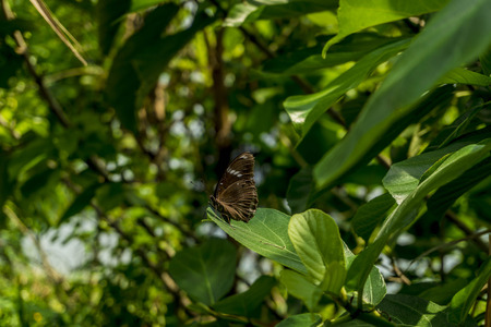 Kallima inachusの写真素材