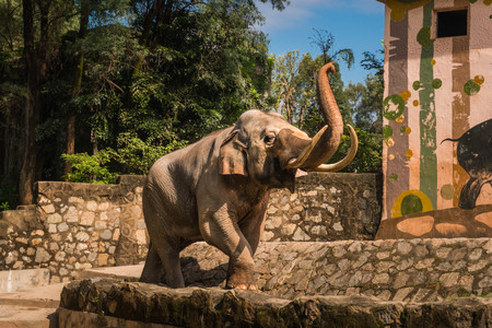 a happy elephant in the zooの写真素材