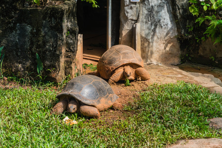 Two tortoise enjoying the sunの写真素材
