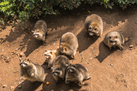 A pack of fat raccoonsの写真素材