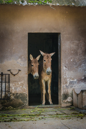 Two donkeys at the barnの写真素材
