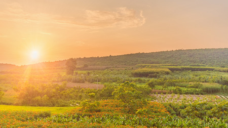 field at sunset timeの写真素材