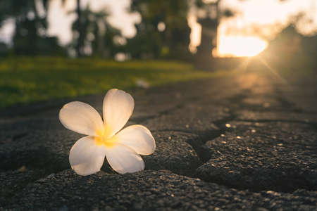 Plumeria flower falls on the ground in the early morningの写真素材