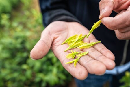 Freshly picked Anji white tea seedling plant leavesの写真素材