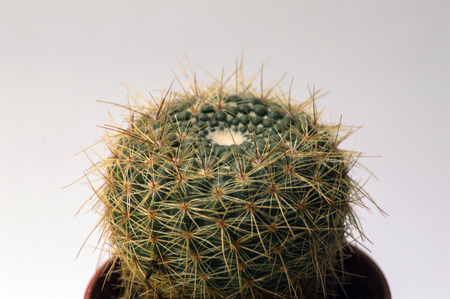 Close up view of cactus from the topの写真素材