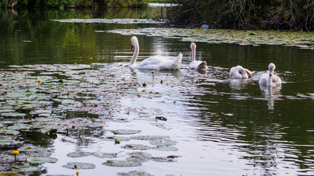 Swan familly on a pond.の写真素材