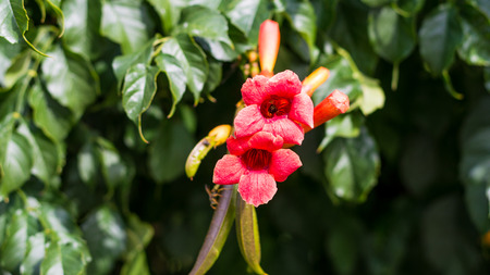 Bright red colored flower with insects photo. Close up photography.の写真素材