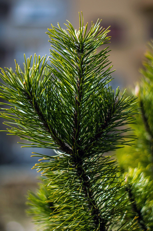 Pinus branch close up photo