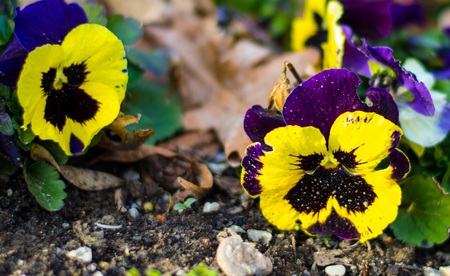 Viola tricolor close up photography. Macro photo flower with details.の写真素材