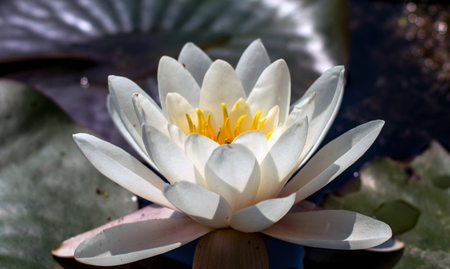 Lotus flower close up photo. Water lilly flower isolated macro photography. White flower in a pond.の写真素材