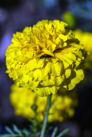 Marigold yellow flower and close up photography. Macro photo of a Marigold orange flowers with shallow depth of field. Daisy meadow field.の写真素材