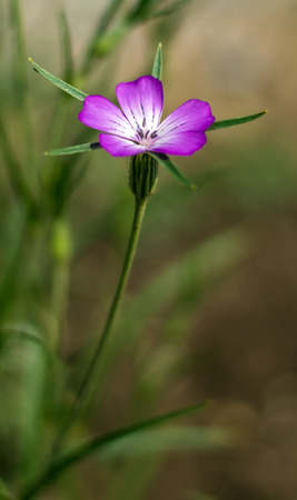 Purple flower and close up photography. Macro photo of a purple flowers with shallow depth of field.の写真素材