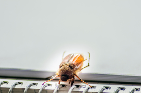 Cockchafer bug close up photographyの写真素材