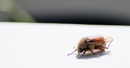 Cockchafer bug close up photographyの写真素材