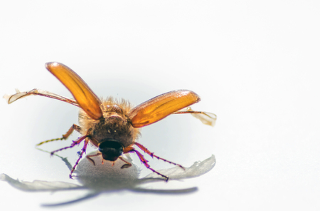 Cockchafer bug close up photography