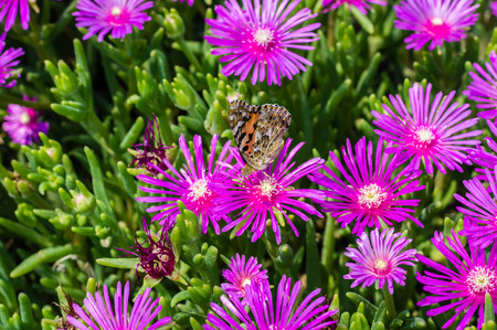 Ice plant flowers with butterfly on itの写真素材