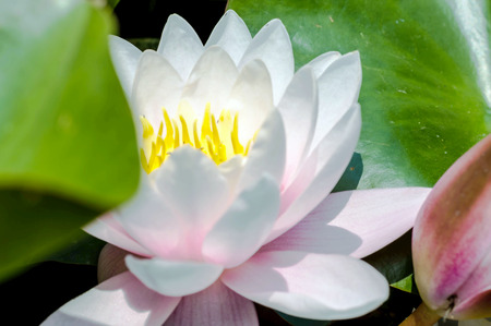 Water lily flower blooming in a pondの写真素材