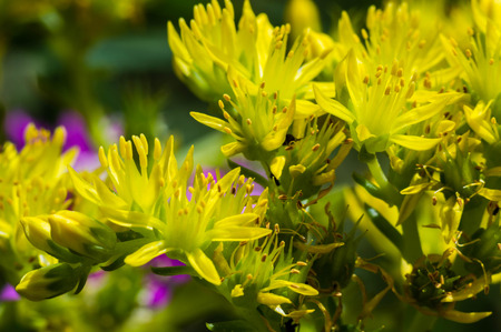 Hypericum Perforatum, Saint John's wort close up photographyの写真素材