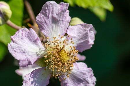 Blackberry flower close up macro photographyの写真素材