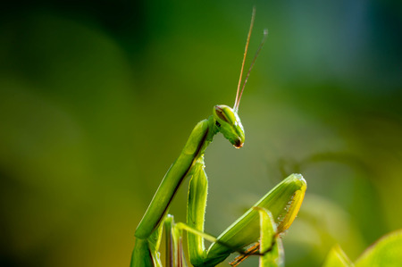 Praying mantis close up photographyの写真素材