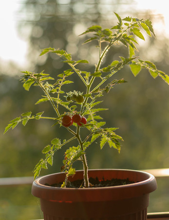 Tomato in a pot close up photographyの写真素材