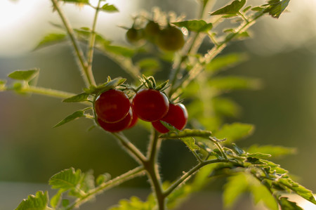 Tomato in a pot close up photographyの写真素材