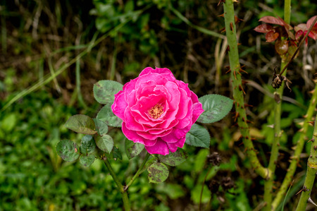 Pink rose in early morning close upの写真素材