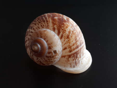 Proboscis shell front Small on black background