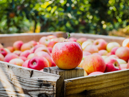 Red apple on a wooden palot in the field of apple treesの写真素材