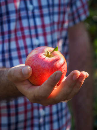 Man hands in the harvest of red applesの写真素材