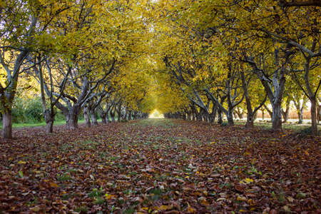 grove in autumn with golden leavesの写真素材