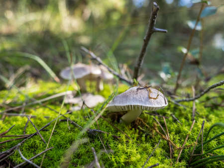 autumn mushrooms in the forestの写真素材