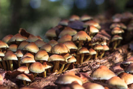 autumn mushrooms in the forestの写真素材
