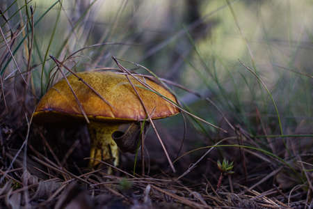 autumn mushrooms in the forestの写真素材