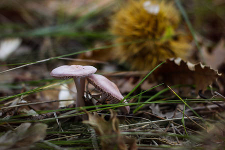 autumn mushrooms in the forestの写真素材