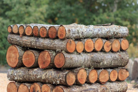 wooden logs stacked in the forest
