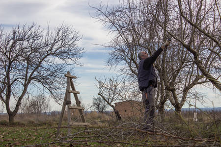 Man pruning fruit trees in winter with wooden ladder
